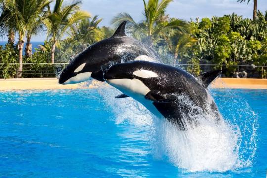 Loro Parque: book your tickets for the park!