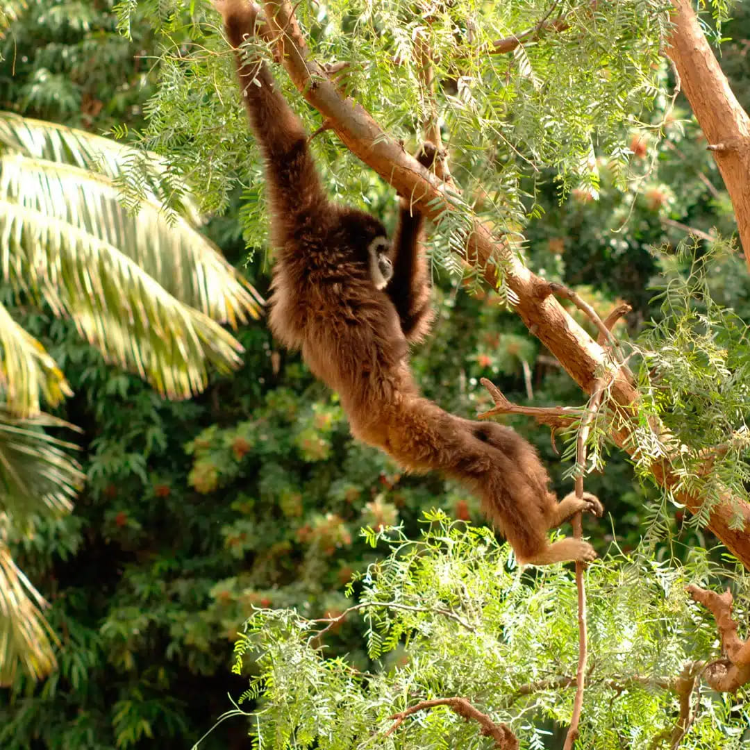 tenerifeaz-jungle-park-primates