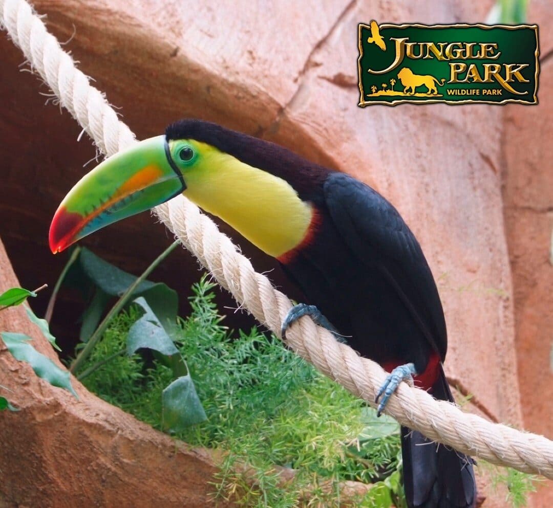 tenerifeaz-jungle-park-oiseaux-e1684235769680