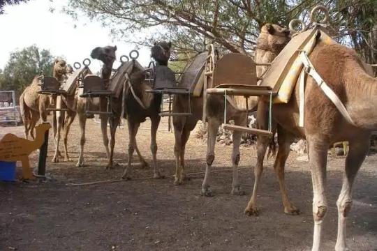 Camel Park : randonnez sur le dos d'un chameau !