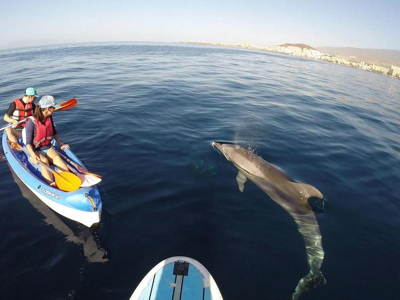 Kayak + Snorkeling with turtles and dolphins