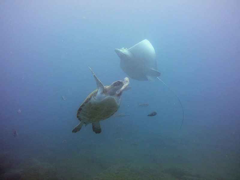 bull_ray_and_green_turtle.jpg__800x600_q85_crop_subject_location-Los Cristianos, Tenerife_subsampling-2_upscale