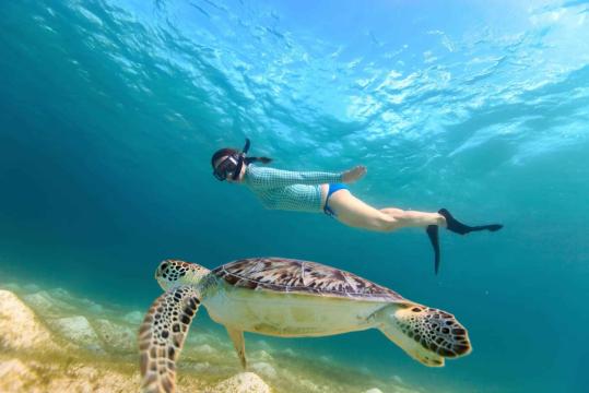 Snorkel en Abades: nadar con tortugas y rayas
