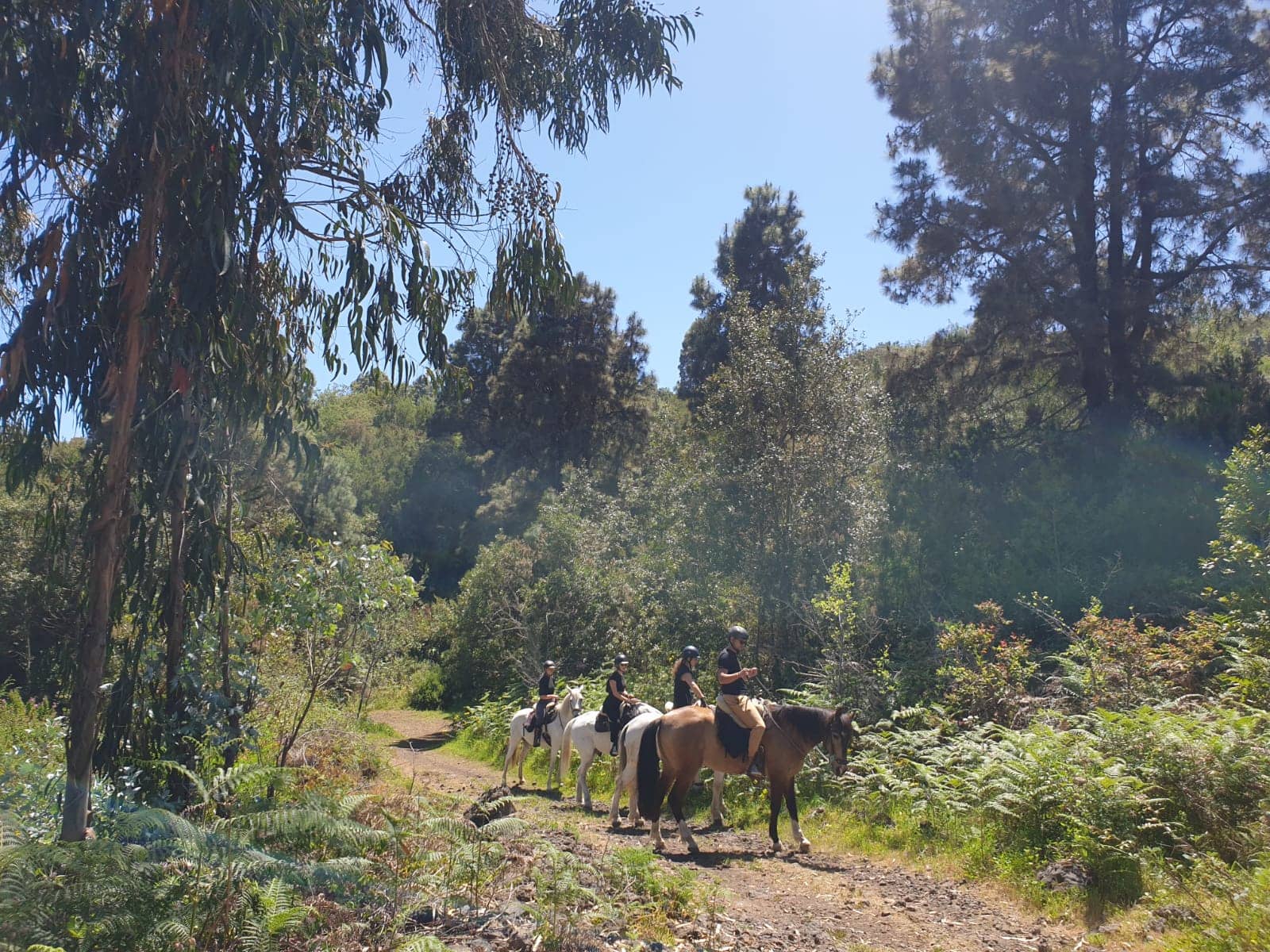 Capture Tenerife's mostbeautiful landscapes on horseback