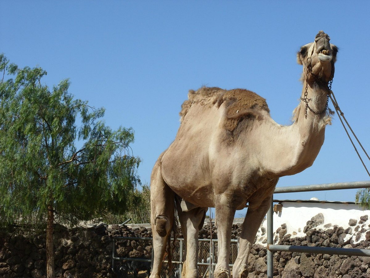 Presentación de Camel Park