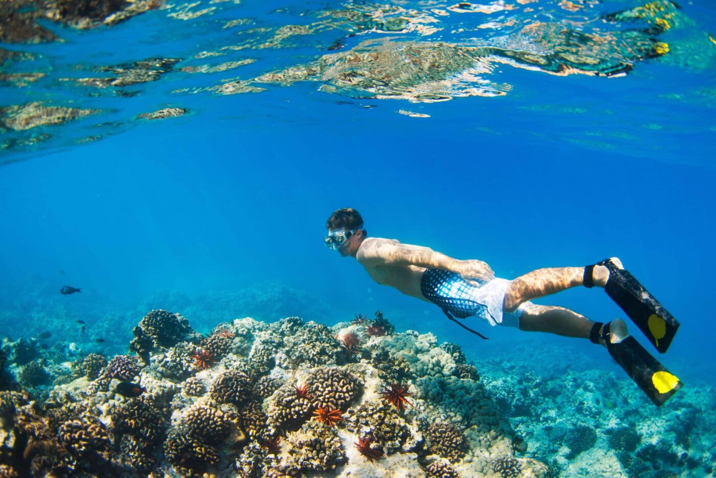 Discover snorkelling