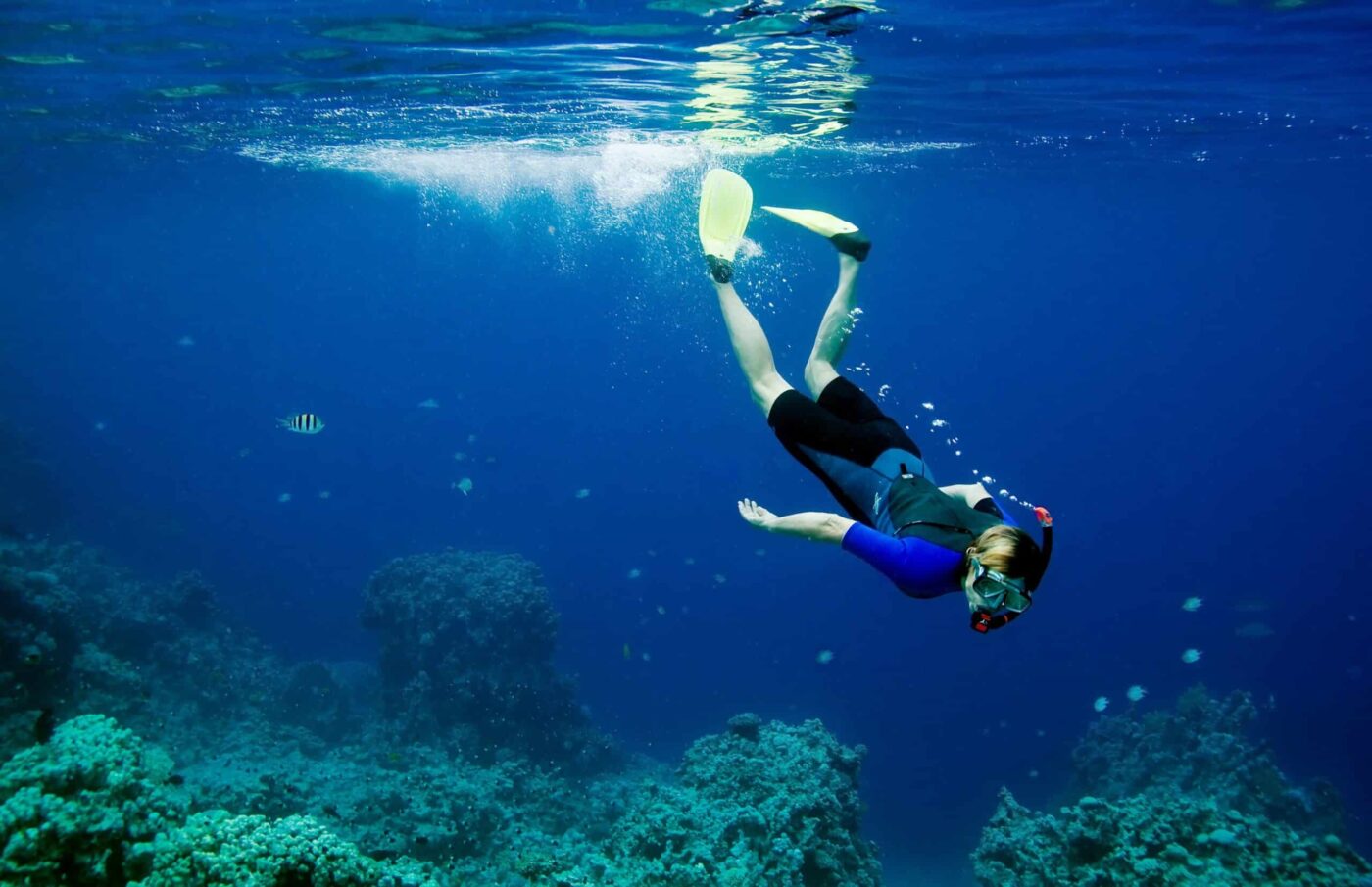 Capturez les plus animaux marinsde Tenerife avec du snorkeling&nbsp;