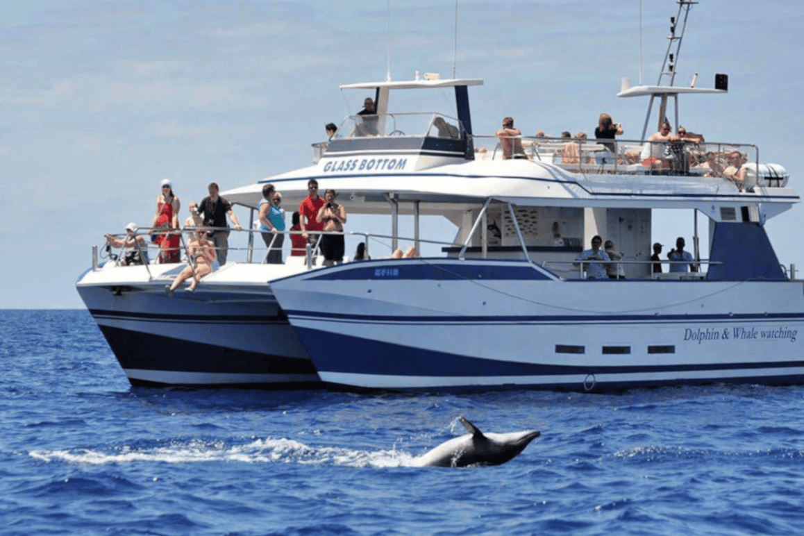 Spirit-of-the-SEA-Dolphin-on-the-back-front-of-the-boat