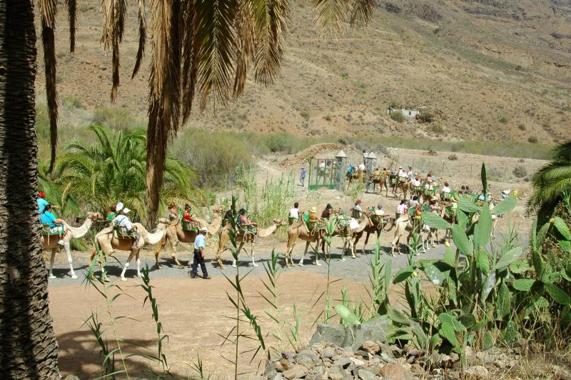 Safari Camel : randonnez sur le dos d'un chameau !