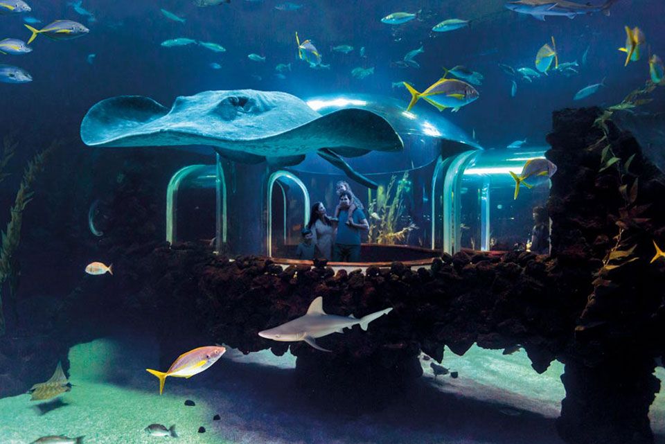 deep-ocean-zone-poema-del-mar-aquarium-gran-canaria-5f3e38cc