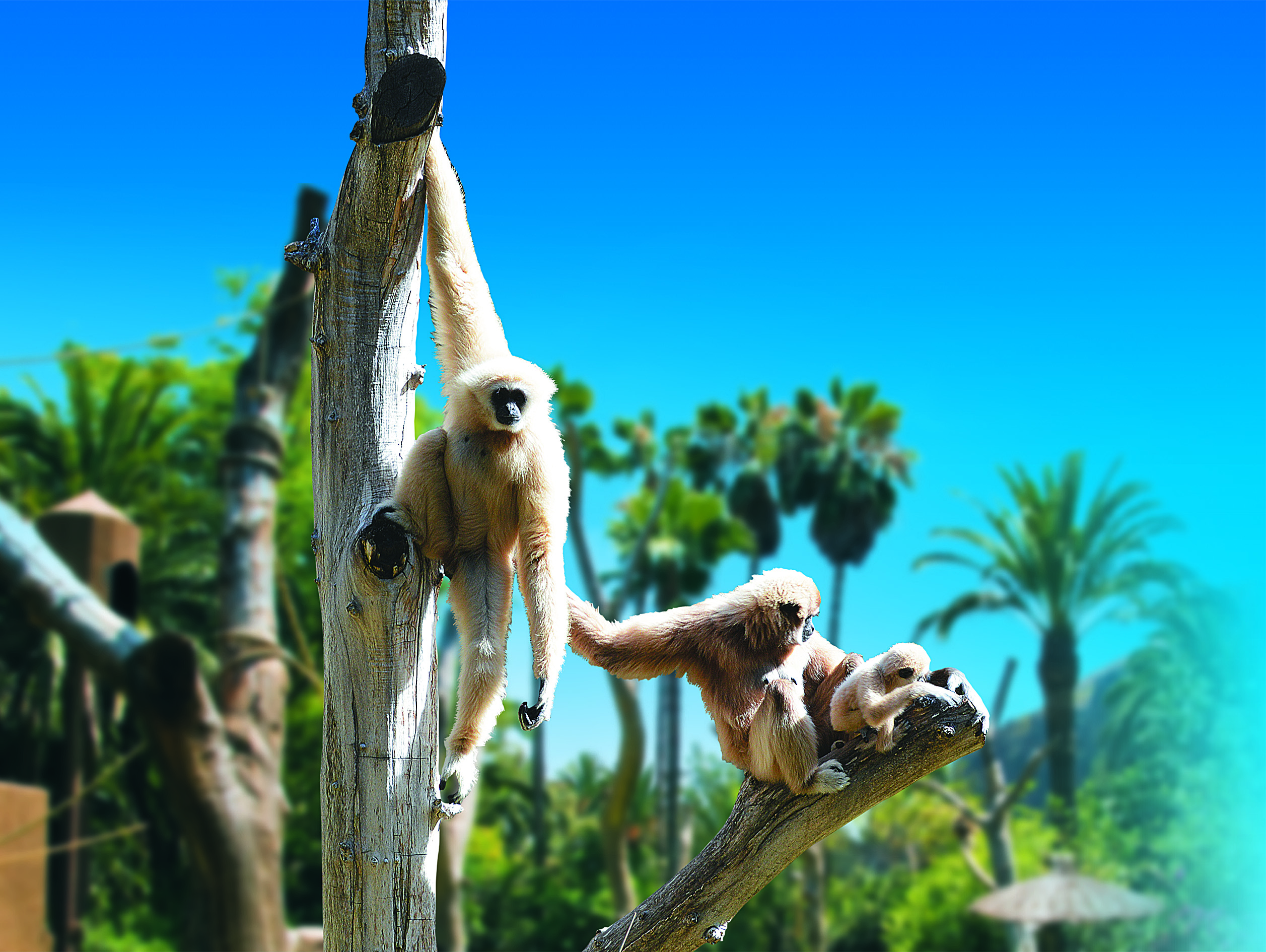PPark_Primates_2_Nov19_HD