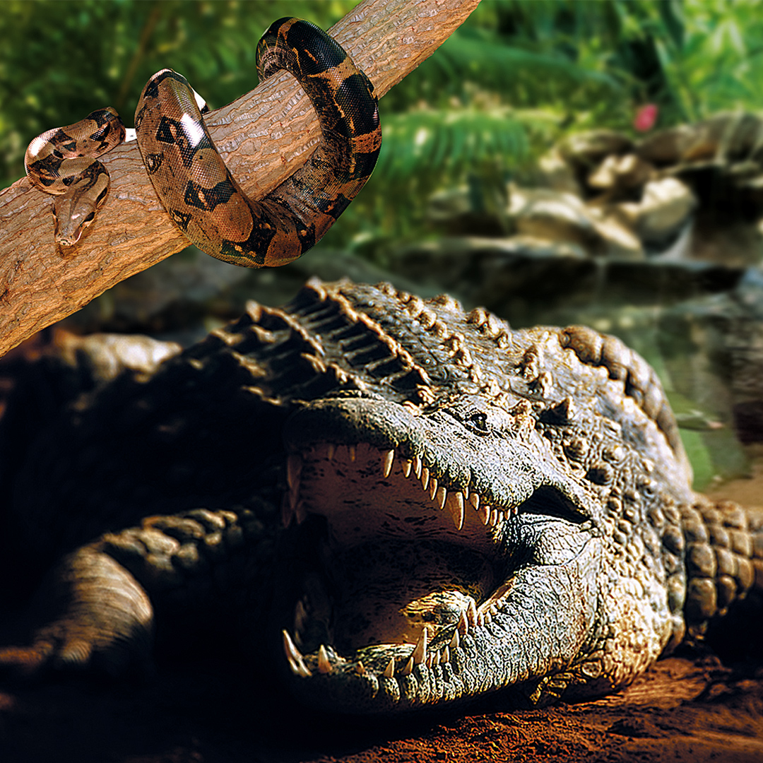 RRSS_PPK_reptiles2