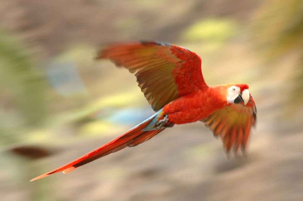 loro05