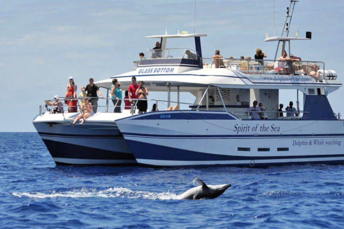 Spirit-of-the-SEA-Dolphin-on-the-back-front-of-the-boat