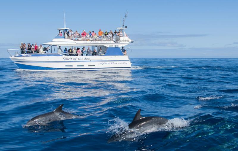 Observation des baleines à Gran Canaria