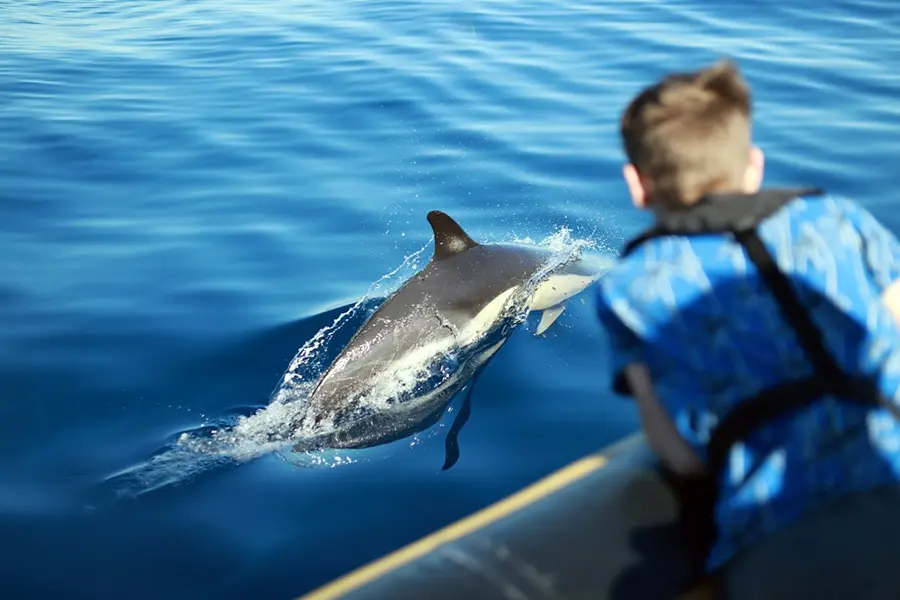 67e5632357ff3_dolphin1