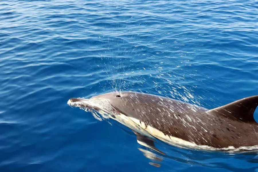 67e68c5608b35_dolphin6