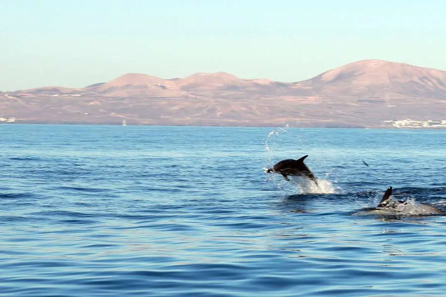 67e5632359f2c_dolphin4