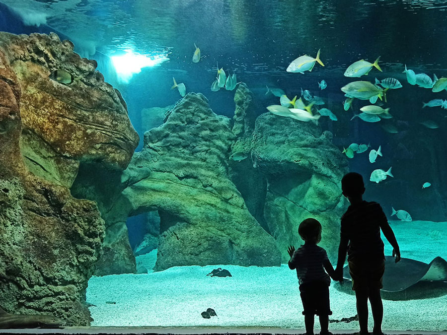 foto-aquarium-home-lanzarote-pecera-ninos