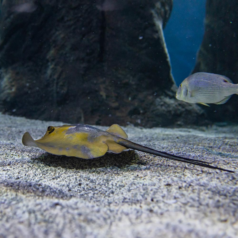galeria-aquarium-4
