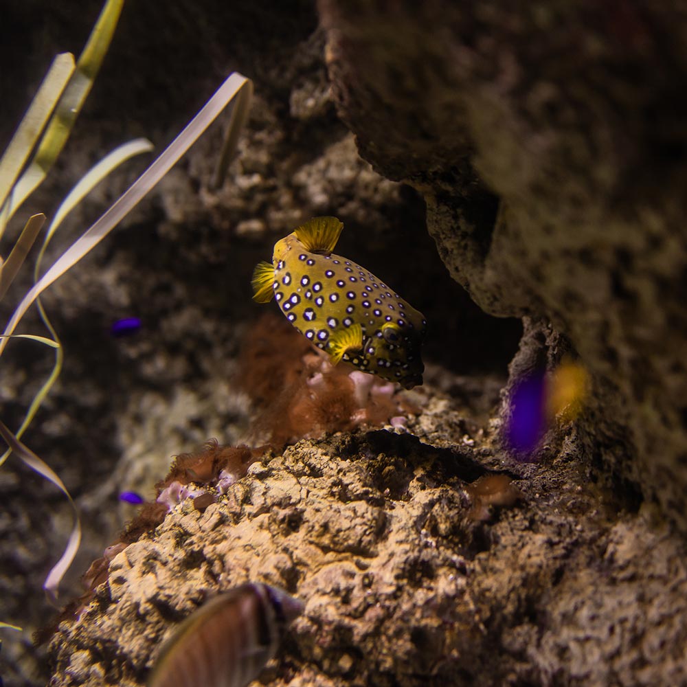 galeria-aquarium-5