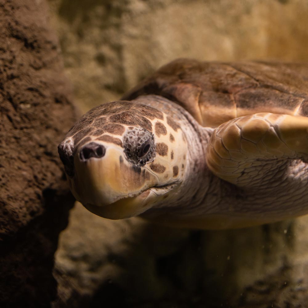 galeria-aquarium-6