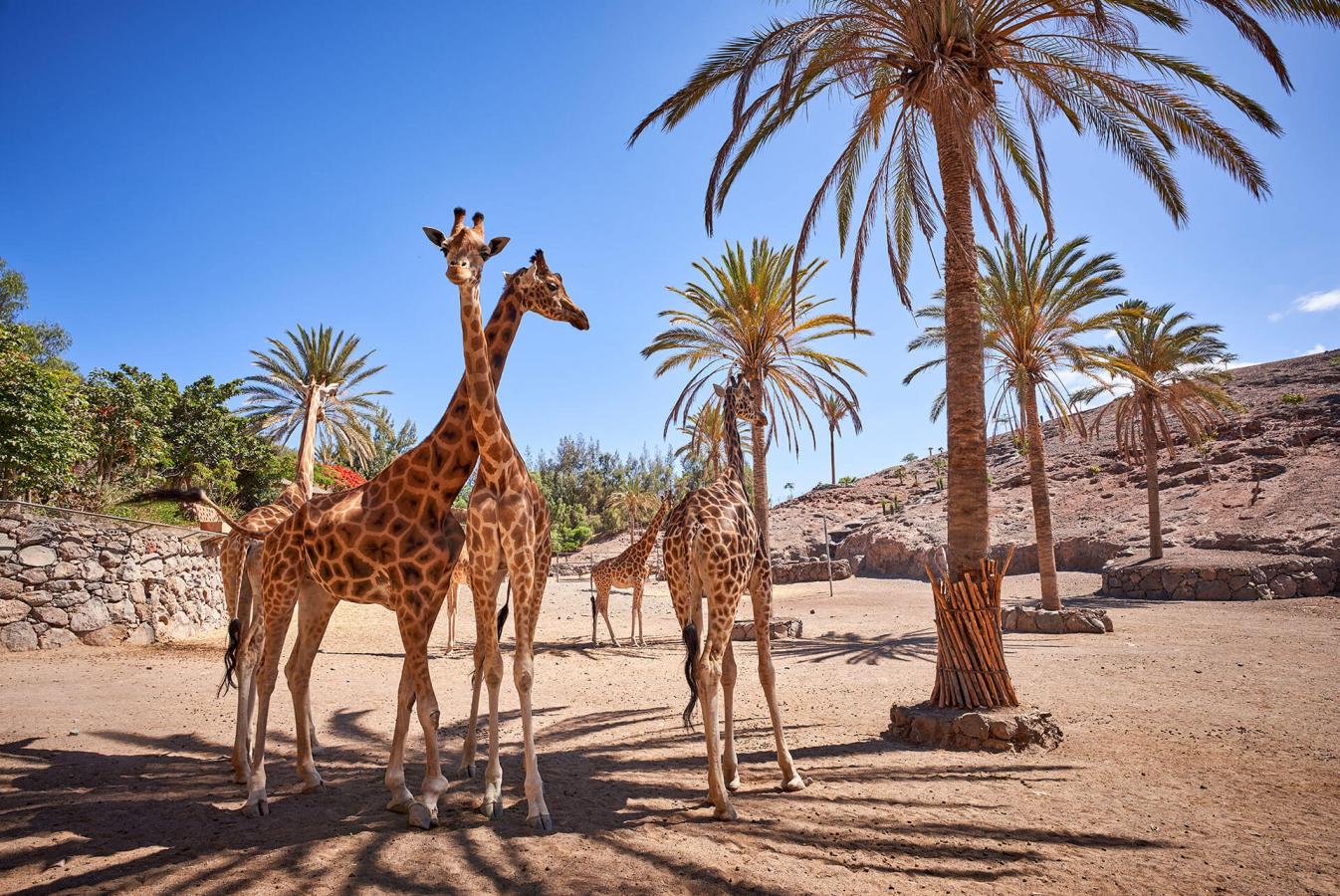 FuerteventuraAZ crée et organisepour vous les meilleuresactivités de Fuerteventura depuis2013, au meilleur prix.&nbsp;