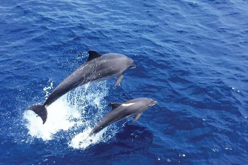 Observation des dauphins à Palma