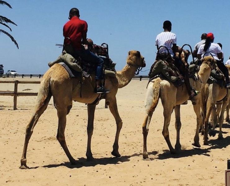 Balade à Dos de Chameau dans le Désert de Swakopmund