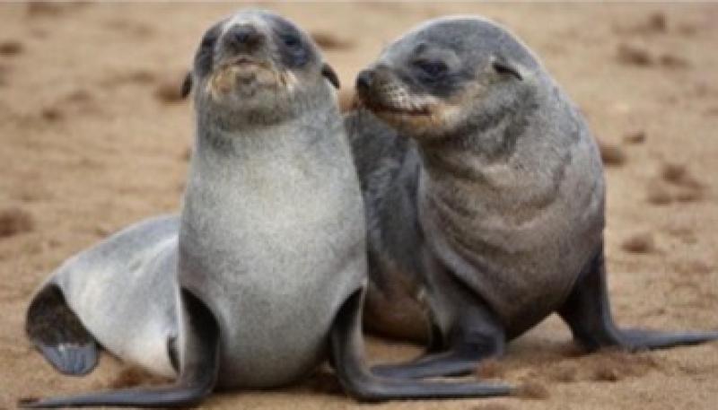Excursion à Skeleton Coast & Cape Cross depuis Swakomund avec Déjeuner & Transfert Inclus : découverte de la colonie d'otaries